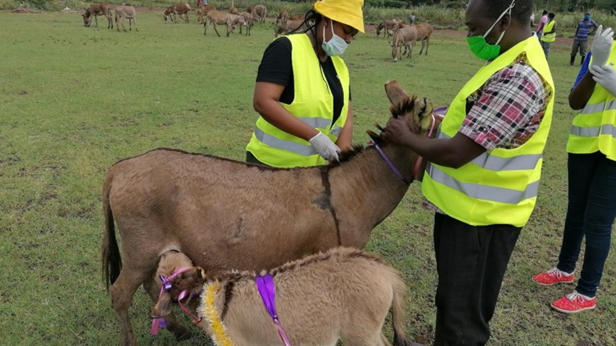 Change-Story-LSP-CHANGE-STORY-Jane-deworming-a-donkey(1)
