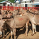 Don’t slaughter Donkeys urges lobby group Mombasa County News Baraka FM 95.5 FM