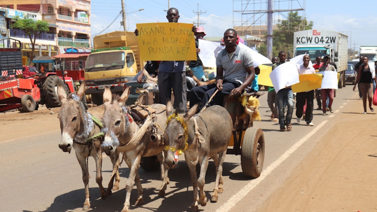 Donkey hide trade is not a sustainable business model for Kenya