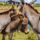 Kendat Donkey Rights Kenya-DSC_4160_edited