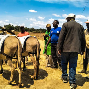 Kendat Donkey Rights Kenya-Nyandarua artisan reviewing and testing back harness on donkeys_edited